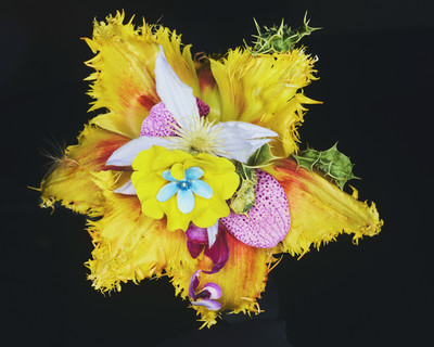 Bloom Study - © Lambert | Lambert