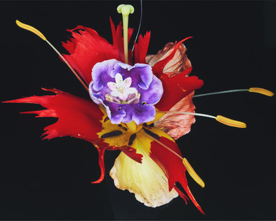 Bloom Study - © Lambert | Lambert