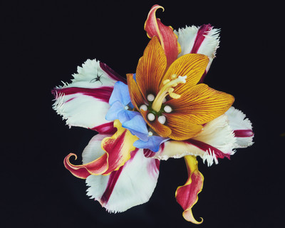 Bloom Study - © Lambert | Lambert