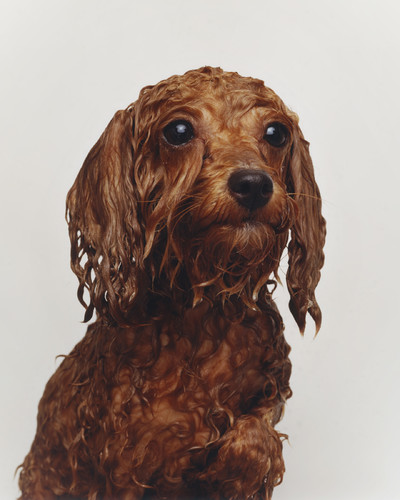 Buffalo Zine - © Lambert | Lambert