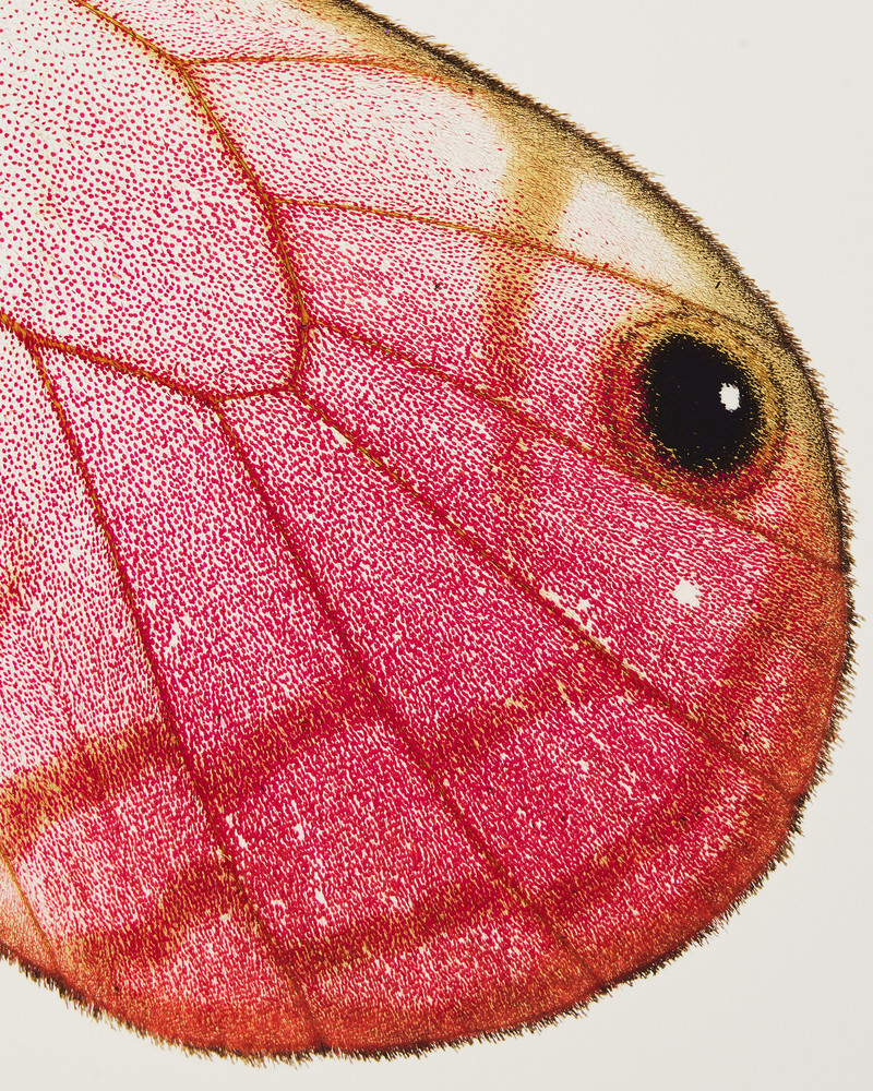 Common Language - © Lambert | Lambert