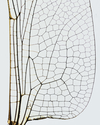 Common Language - © Lambert | Lambert