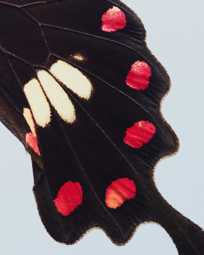 Common Language - © Lambert | Lambert