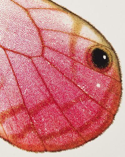 Common Language - © Lambert | Lambert