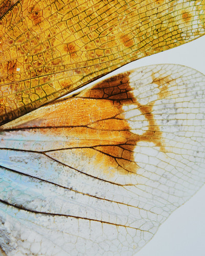 Common Language - © Lambert | Lambert