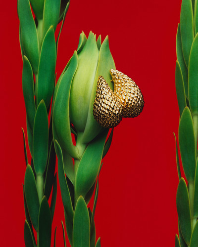 D la Repubblica - Jewels - © Lambert | Lambert