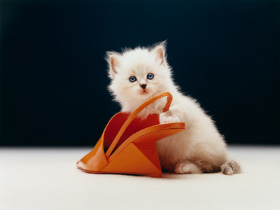 ELLE USA - © Lambert | Lambert