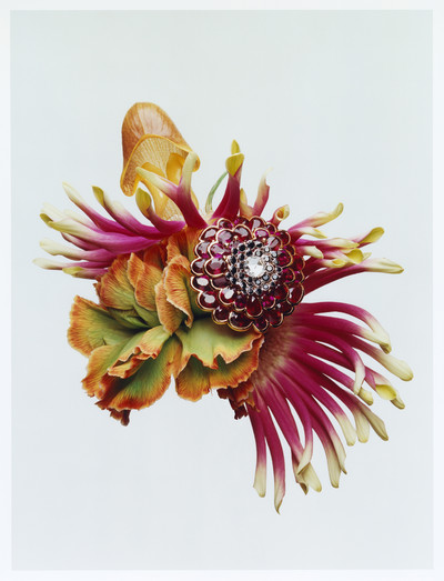 Harper’s Bazaar - © Lambert | Lambert