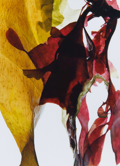 Le gout de M - Japon - © Lambert | Lambert