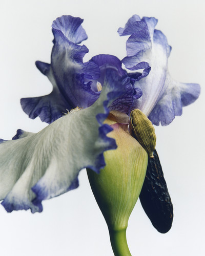 Massimo Dutti - © Lambert | Lambert