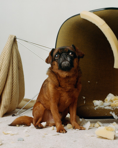 Paperboy - Canine Chaos - © Lambert | Lambert