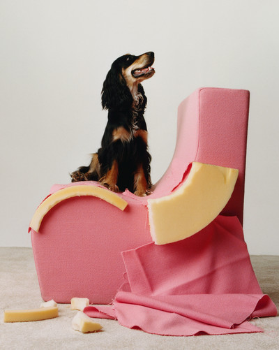 Paperboy - Canine Chaos - © Lambert | Lambert