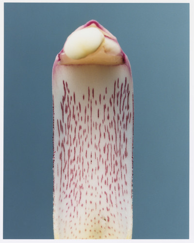 Plant Alphabet - © Lambert | Lambert