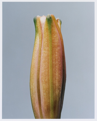 Plant Alphabet - © Lambert | Lambert