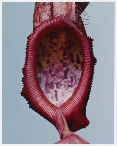 Plant Alphabet - © Lambert | Lambert