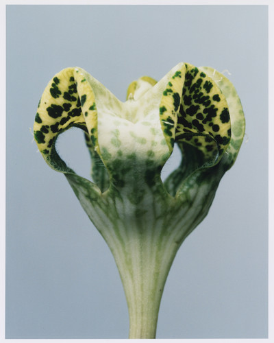 Plant Alphabet - © Lambert | Lambert