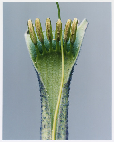 Plant Alphabet - © Lambert | Lambert