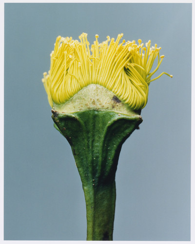 Plant Alphabet - © Lambert | Lambert