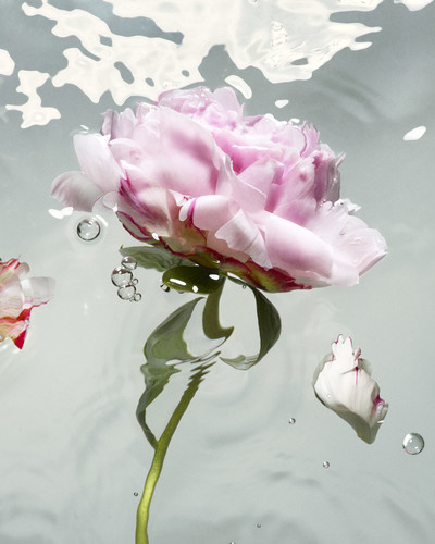 Stella McCartney - © Lambert | Lambert