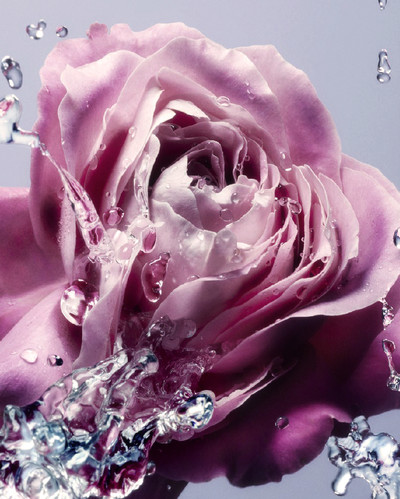 Stella McCartney - © Lambert | Lambert