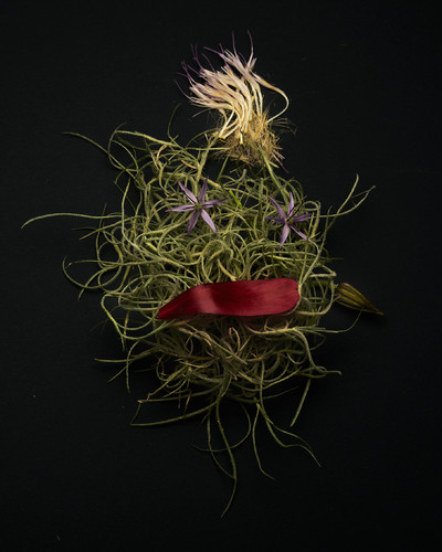 Fleurs w/ Ammi - © Lambert | Lambert