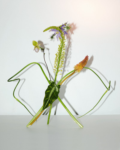 Fleurs w/ Ammi - © Lambert | Lambert