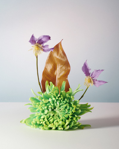 Fleurs w/ Ammi - © Lambert | Lambert