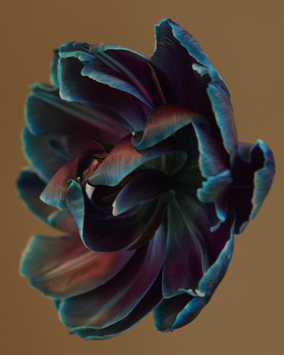 Fleurs w/ Myriam Bonaglia - © Lambert | Lambert