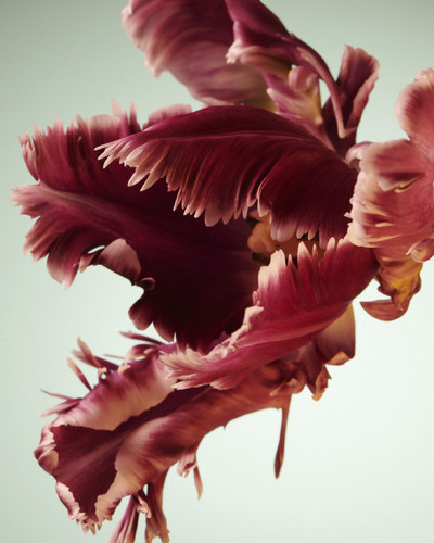 Fleurs w/ Myriam Bonaglia - © Lambert | Lambert