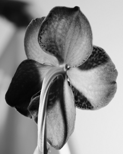 Fleurs w/ Myriam Bonaglia - © Lambert | Lambert