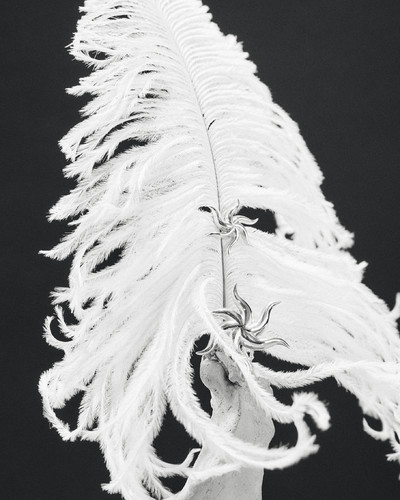 Imminent Fantasma - © Lambert | Lambert