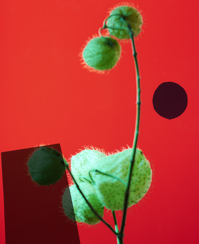 formes et fleurs - © Lambert | Lambert