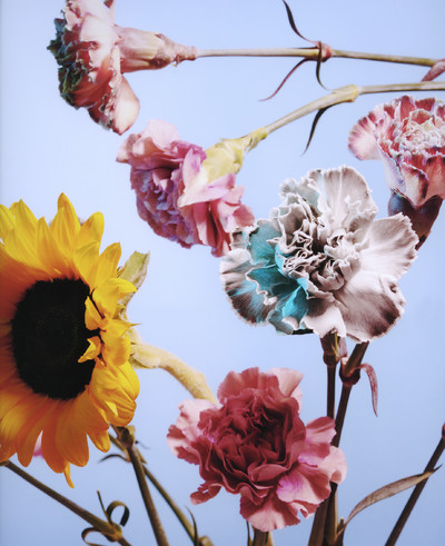 formes et fleurs - © Lambert | Lambert