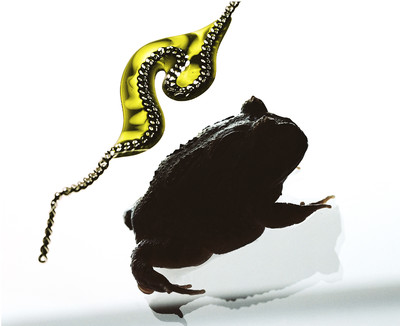 Beauty and still life - Insects - © Lambert | Lambert