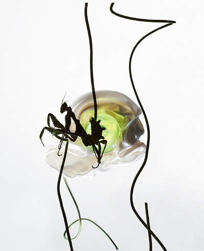 Beauty and still life - Insects - © Lambert | Lambert