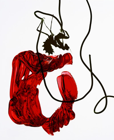 Beauty and still life - Insects - © Lambert | Lambert