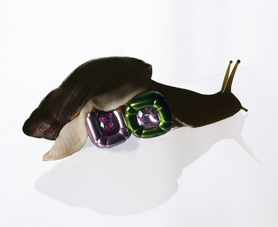 Beauty and still life - Insects - © Lambert | Lambert