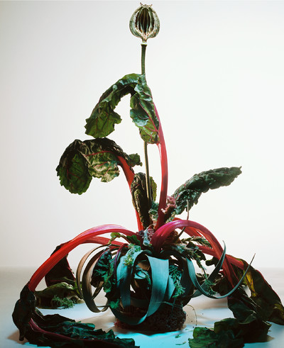 Still Life V - © Lambert | Lambert