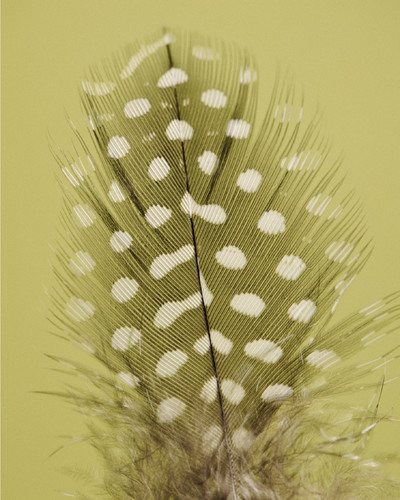 Still Life - © Lambert | Lambert