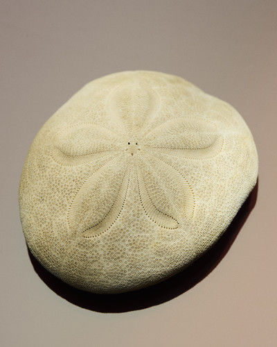 Still Life - © Lambert | Lambert