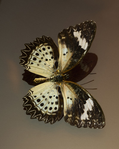 Still Life - © Lambert | Lambert