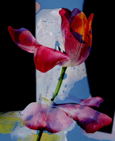 Tsuki - © Lambert | Lambert