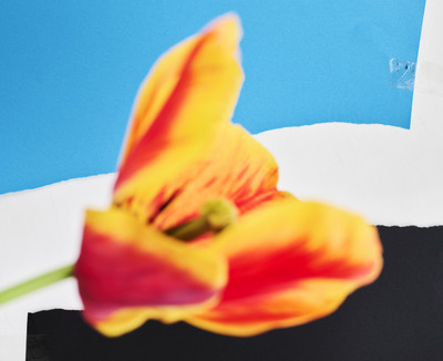 Tsuki - © Lambert | Lambert