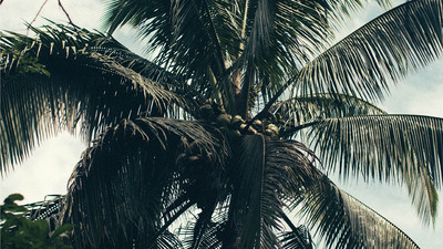 The Nue Co. Forest Lungs - © Lambert | Lambert