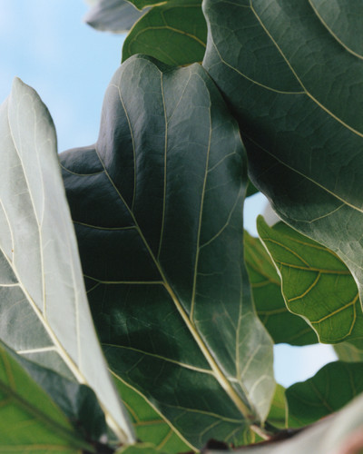 The Nue Co. The Pill - © Lambert | Lambert