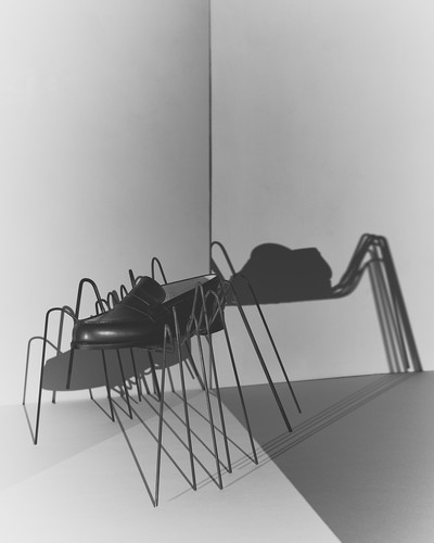 Weston Spiders - © Lambert | Lambert