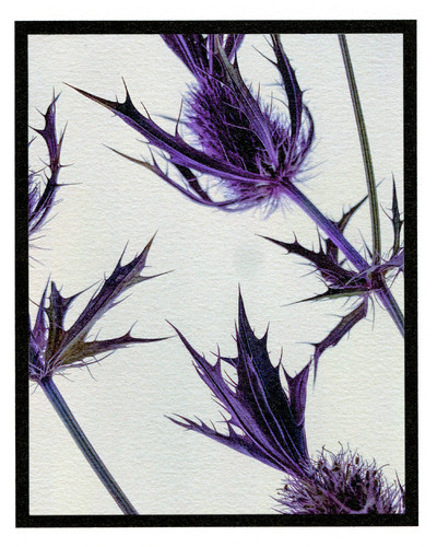 ORMAIE - © Lambert | Lambert