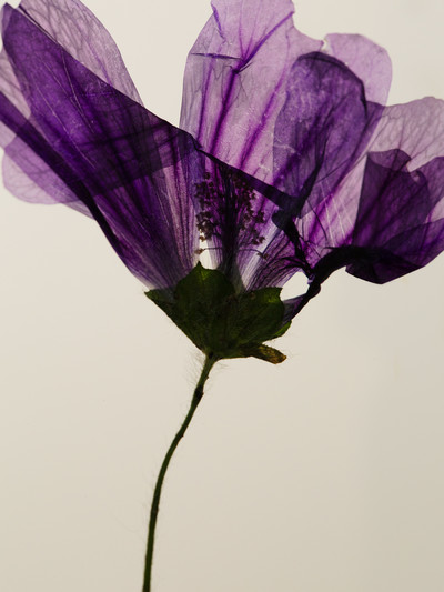 Les Fleurs - © Lambert | Lambert