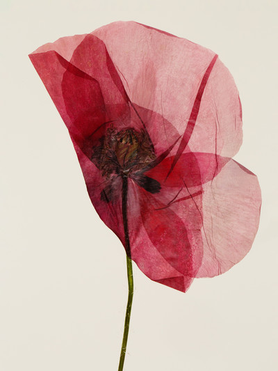 Les Fleurs - © Lambert | Lambert