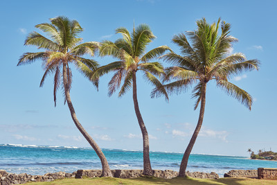 Tiki Hangover - © Lambert | Lambert